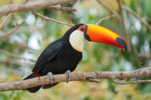 Toco toucan